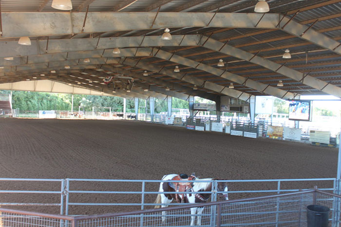 horse in rodeo arena